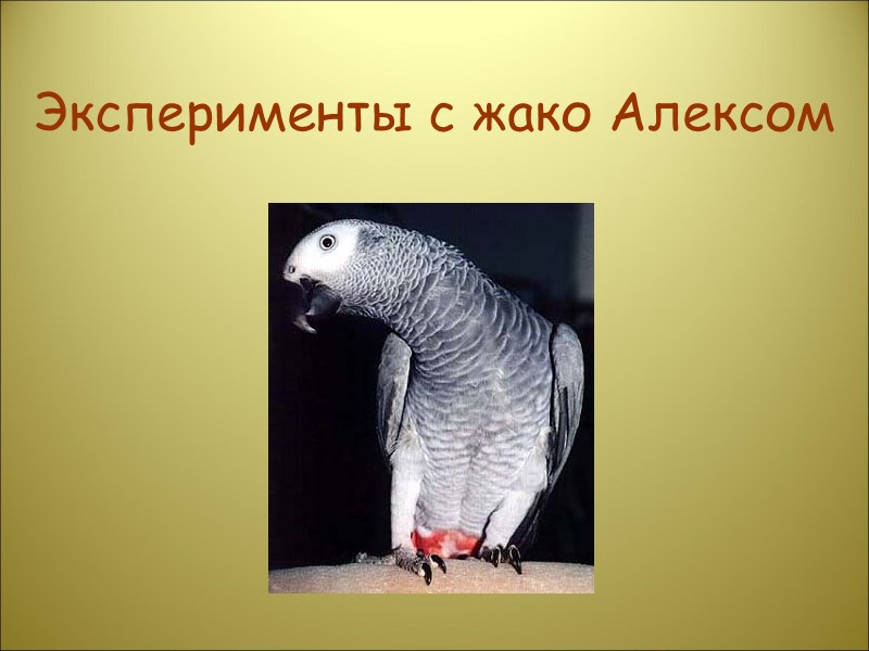 Эксперименты с жако Алексом